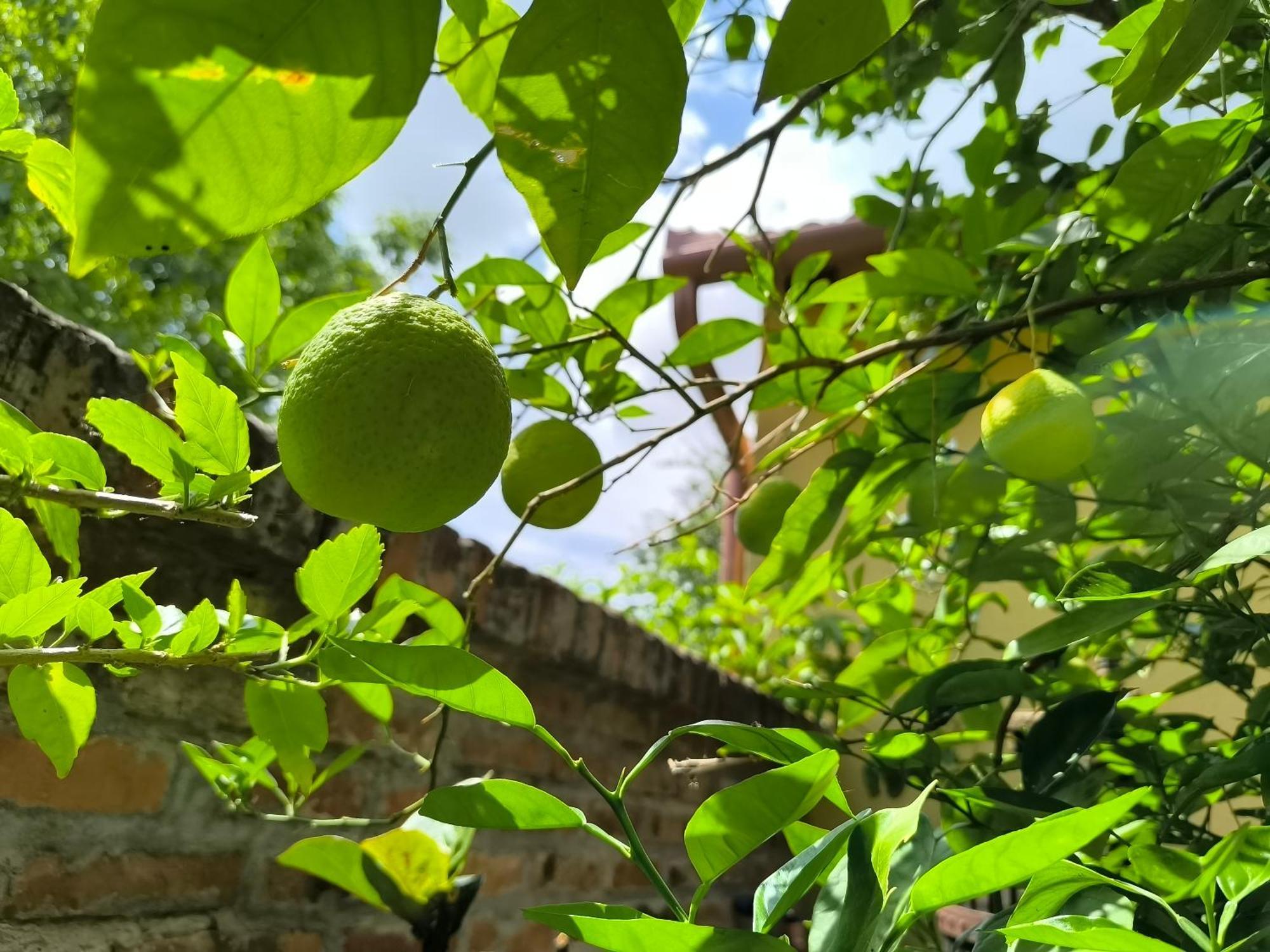 Eckhardt Vendeghaz Ξενοδοχείο Villány Εξωτερικό φωτογραφία